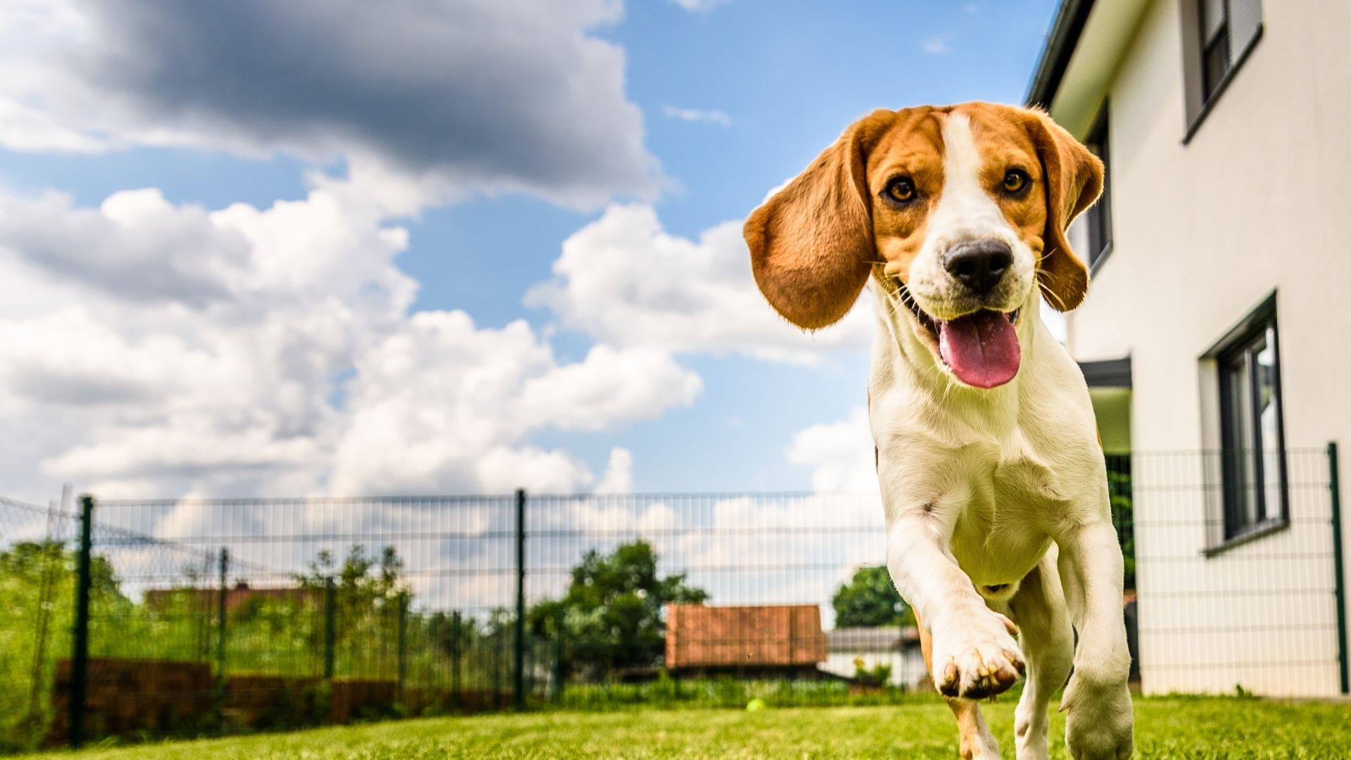 Best Friend Veterinary Center Best Vet In Westtown, PA