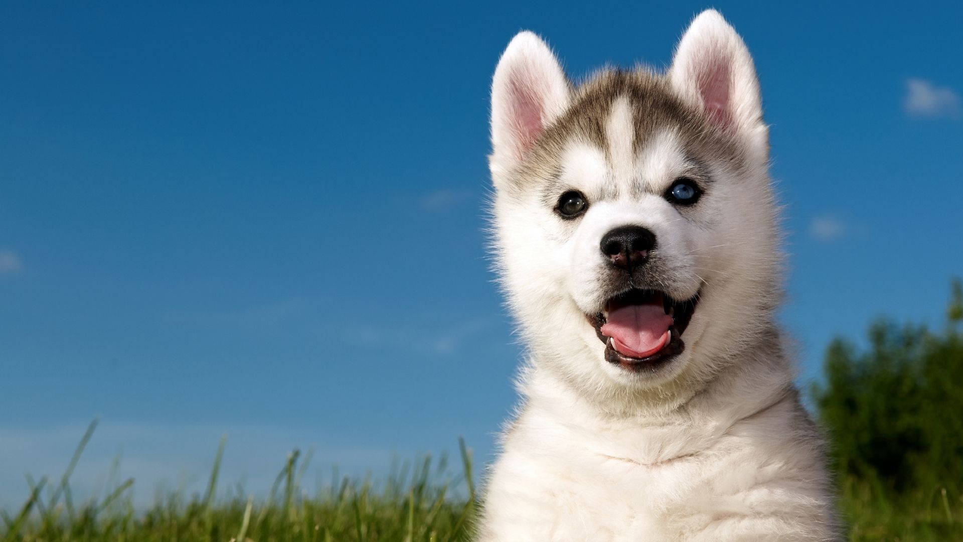 Veterinarian In Westtown PA Best Friend Veterinary Center veterinarian-in-westtown-pa-best-friend-veterinary-center