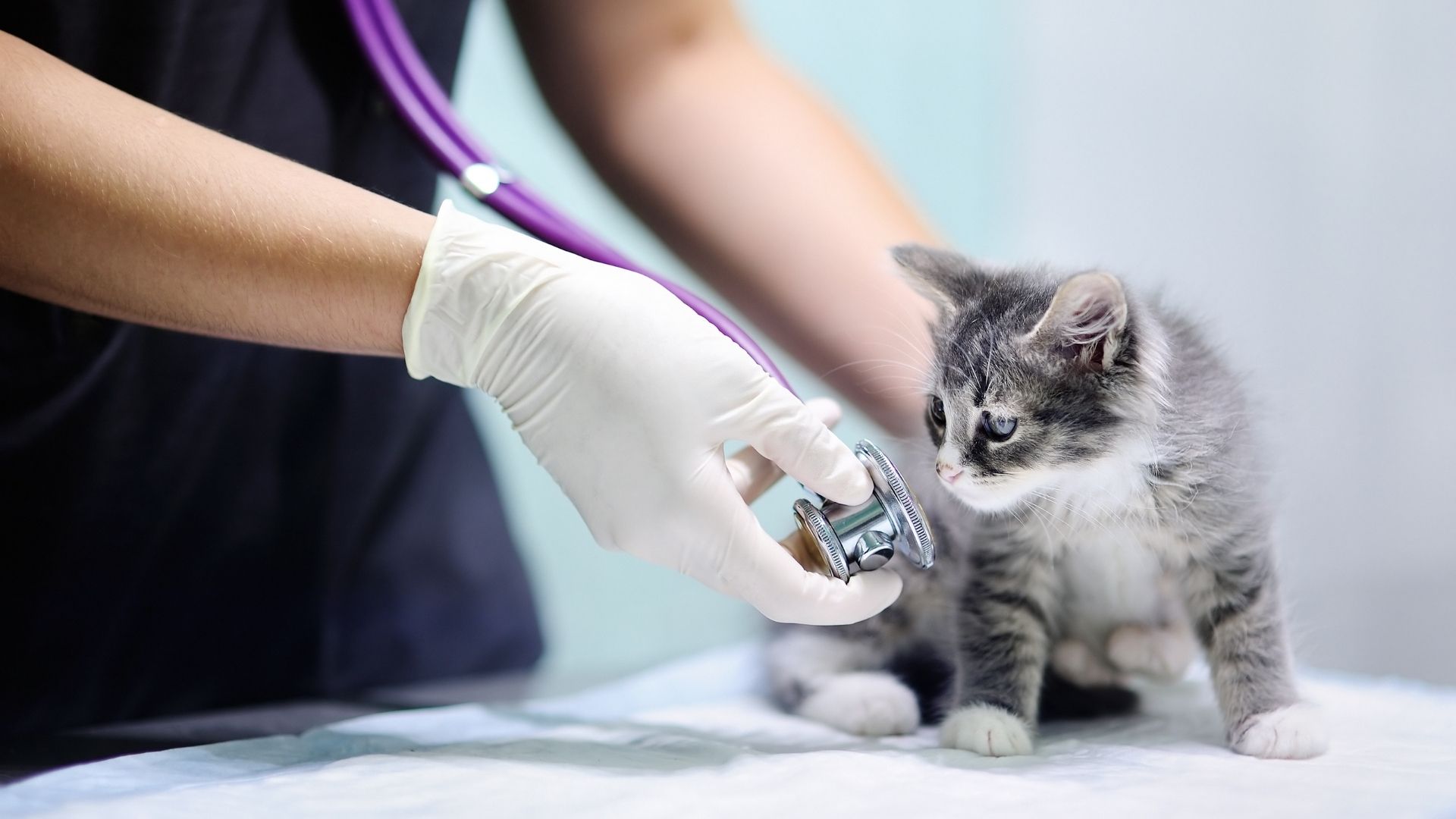 Pet Wellness Care In Westtown, PA Best Friend Vet